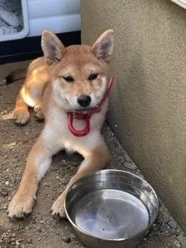 にっしー 様のお迎えした子犬