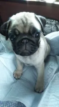 Y.K 様のお迎えした子犬