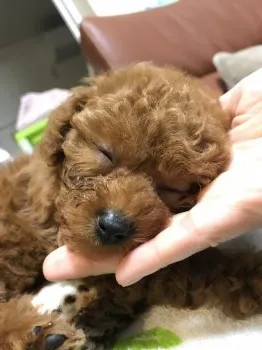 Aoi 様のお迎えした子犬