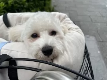Yuu 様のお迎えした子犬