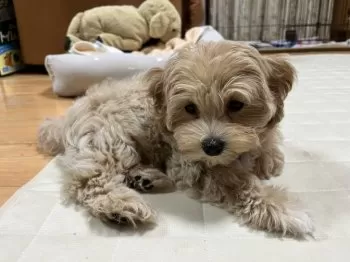 さこ 様のお迎えした子犬