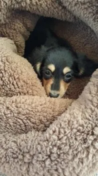 ケロコ 様のお迎えした子犬