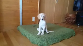 Riley 様のお迎えした子犬