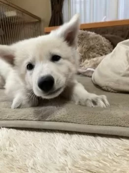 A.O 様のお迎えした子犬