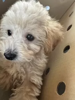 パル 様のお迎えした子犬