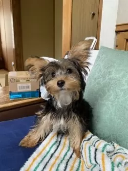 yuniba 様のお迎えした子犬