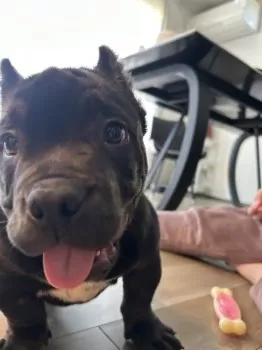 K.F 様のお迎えした子犬