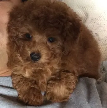 ひろ 様のお迎えした子犬