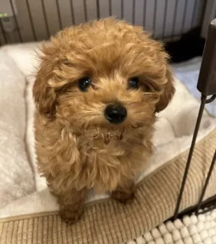 くるみ 様のお迎えした子犬