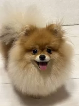 リナ 様のお迎えした子犬