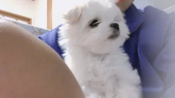 おばさん 様のお迎えした子犬