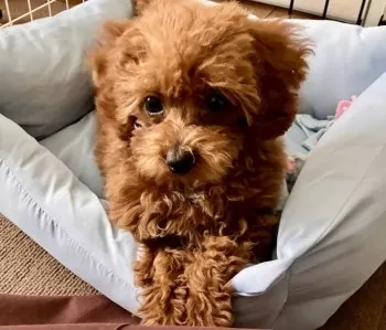 はなりん 様のお迎えした子犬