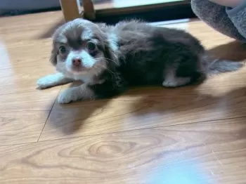 ちぃママ 様のお迎えした子犬