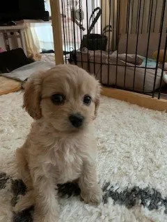 マノア 様のお迎えした子犬