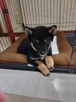 カズ 様のお迎えした子犬