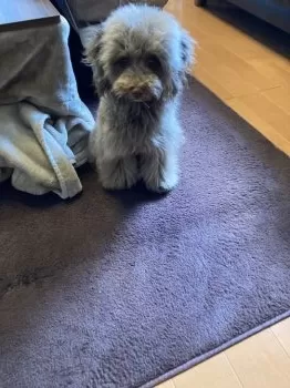 Y.T 様のお迎えした子犬