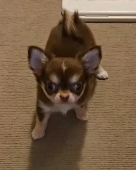kai 様のお迎えした子犬