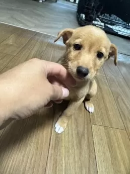 Y.W 様のお迎えした子犬
