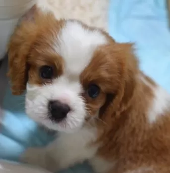 シロウ 様のお迎えした子犬