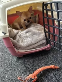 M.T 様のお迎えした子犬