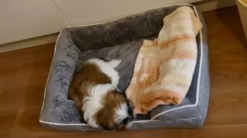 T.S 様のお迎えした子犬