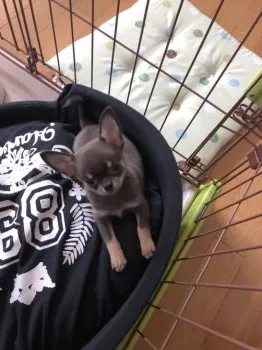 M.Ｉ 様のお迎えした子犬