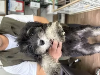 あぶ 様のお迎えした子犬