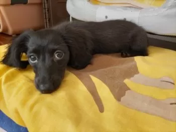 まりこまり 様のお迎えした子犬
