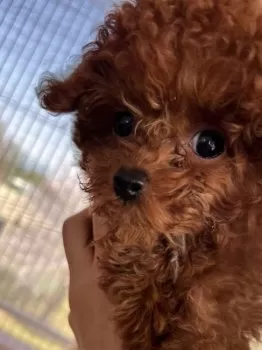 I.A 様のお迎えした子犬