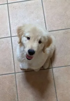 K.Kamino 様のお迎えした子犬