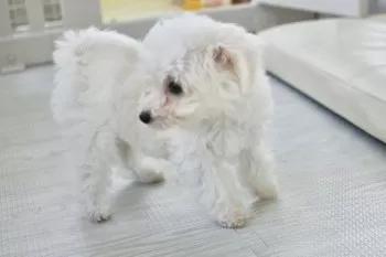 K.M 様のお迎えした子犬