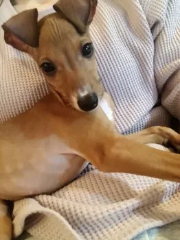 あや 様のお迎えした子犬