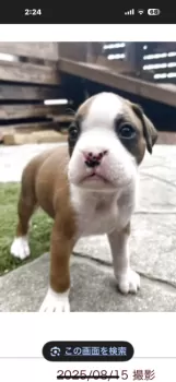 T.N 様のお迎えした子犬