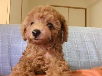 A.S 様のお迎えした子犬