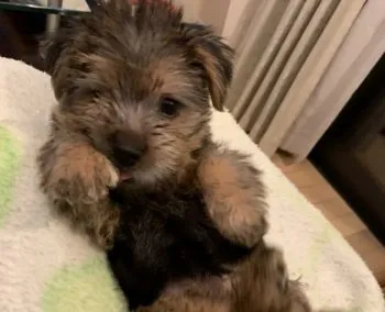 m 様のお迎えした子犬