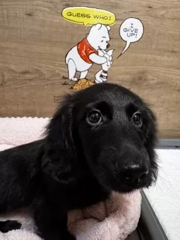 Aママ 様のお迎えした子犬
