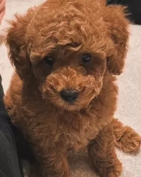Y.I 様のお迎えした子犬