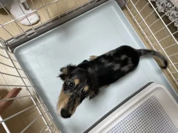 Y.K 様のお迎えした子犬