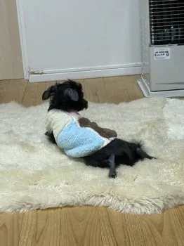 M.O 様のお迎えした子犬