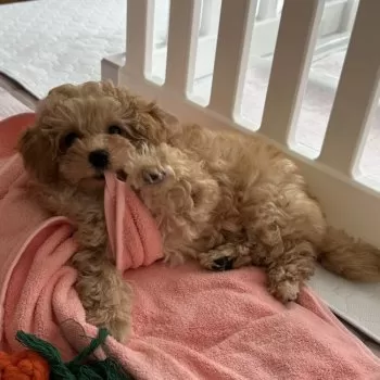 R.H 様のお迎えした子犬