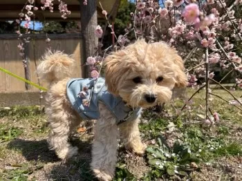 もこ 様のお迎えした子犬