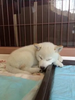 ハマのテツくん 様のお迎えした子犬