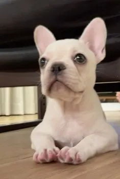 S.Y 様のお迎えした子犬