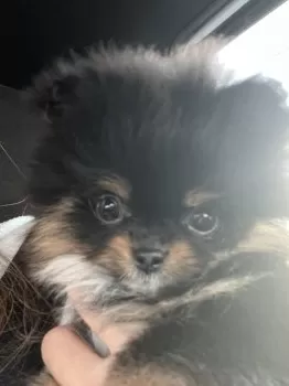 mayu 様のお迎えした子犬