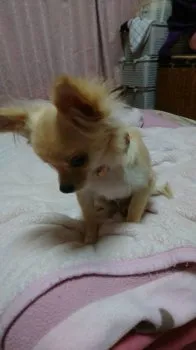 トコ 様のお迎えした子犬