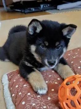 凛パパ 様のお迎えした子犬