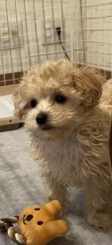 Y.K 様のお迎えした子犬