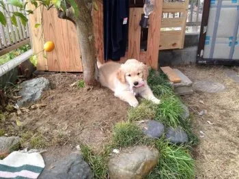 S.E 様のお迎えした子犬