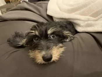 きむた 様のお迎えした子犬