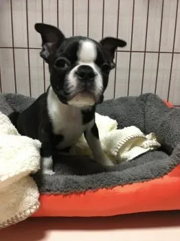 ひーろ 様のお迎えした子犬